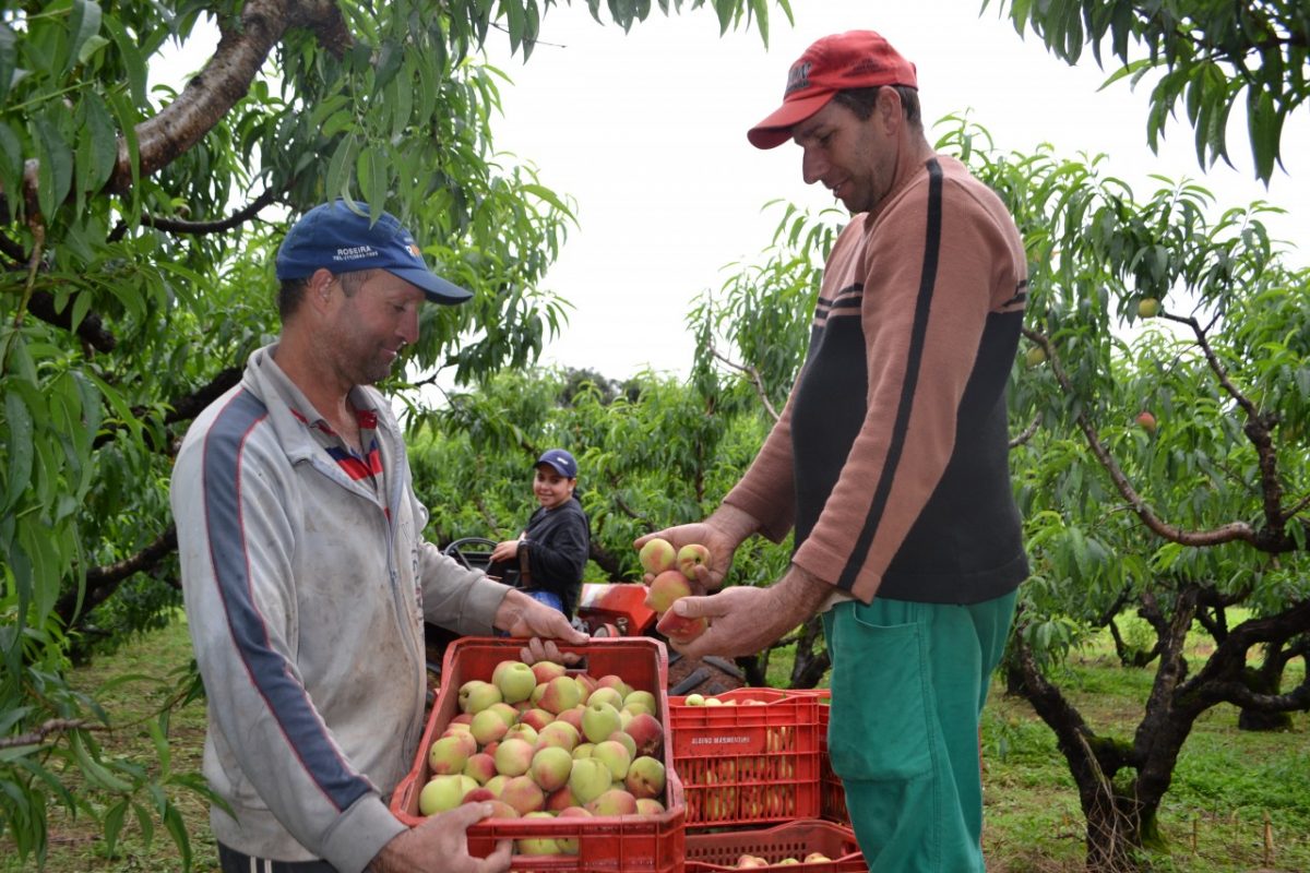 Menos frutas no pomar