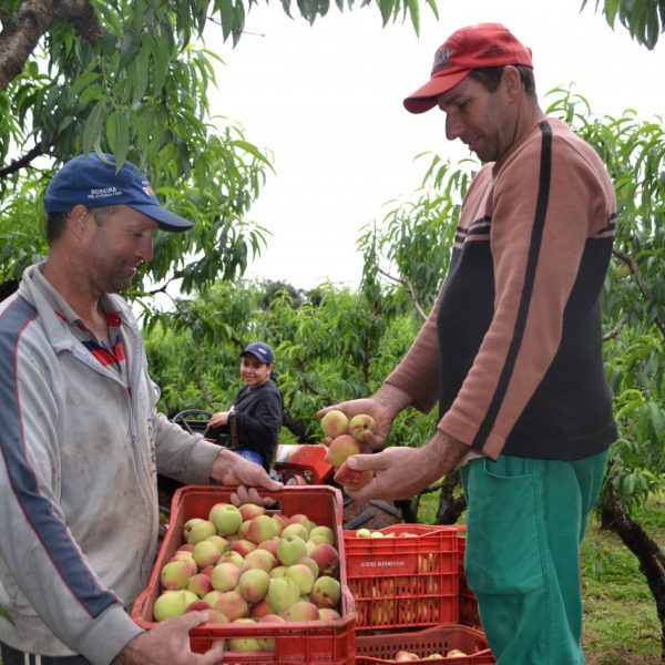 Menos frutas no pomar