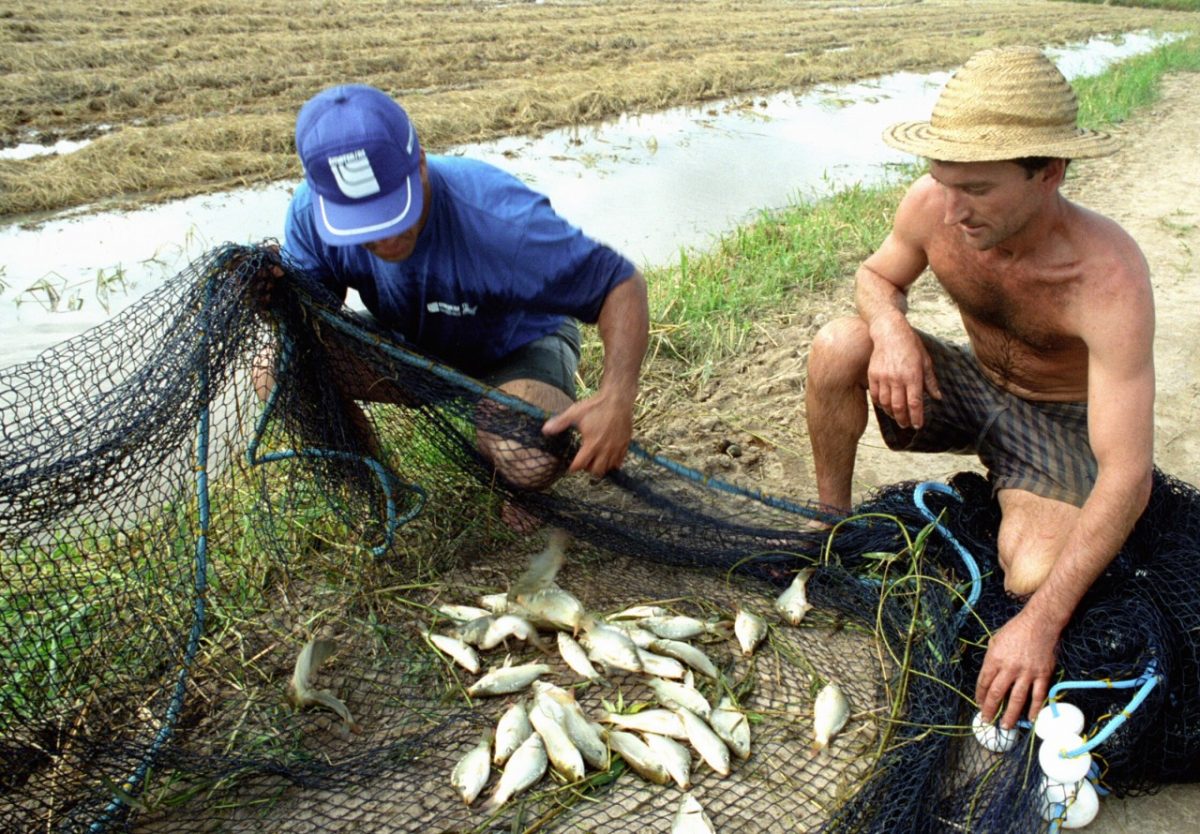 Lavoura que dá peixe