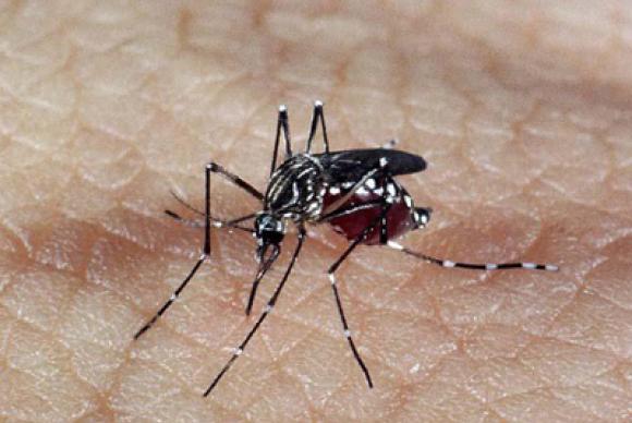Estado chega a oito mortes por dengue no ano