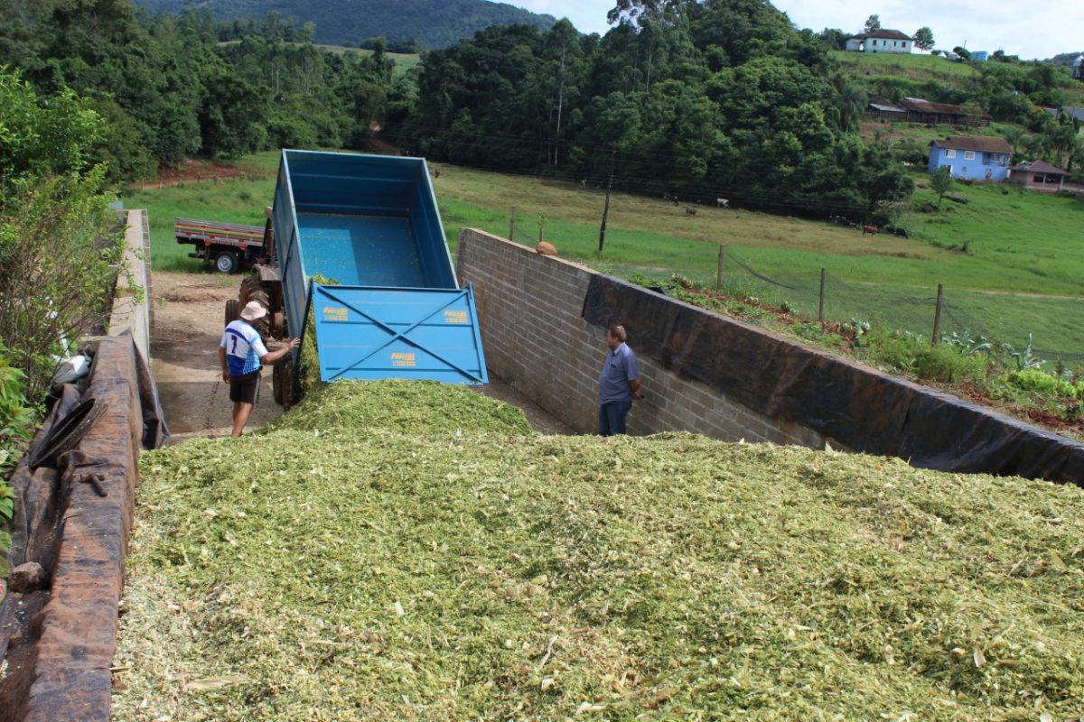 Técnica aperfeiçoa produção de silagem