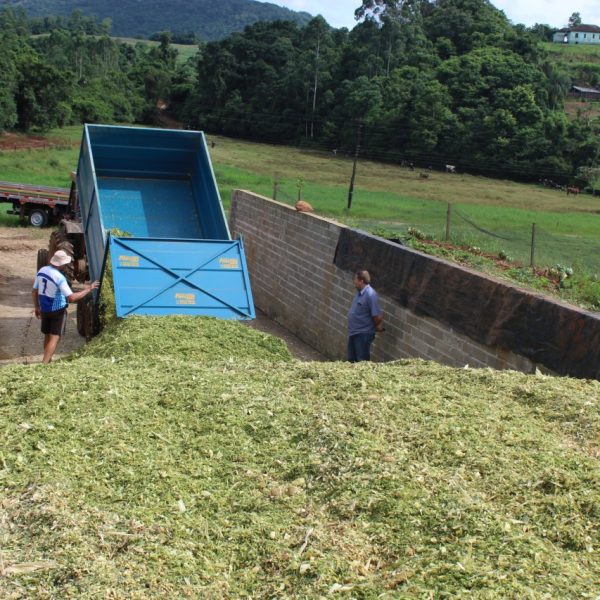 Técnica aperfeiçoa produção de silagem