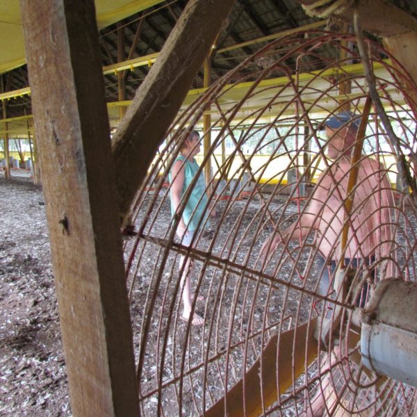 Calor provoca a morte de 1,5 mil frangos