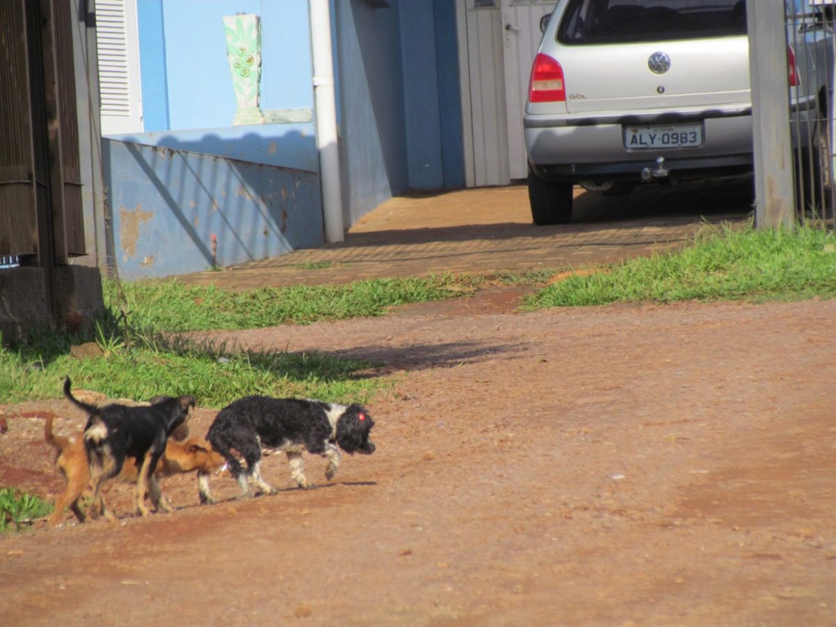 Abandono de animais motiva estudos