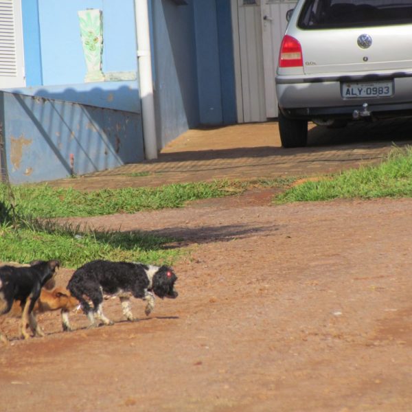 Abandono de animais motiva estudos