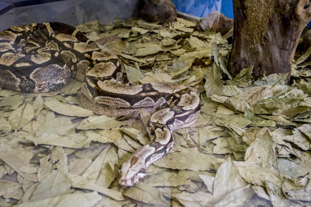 Universidade realiza exposição de cobras