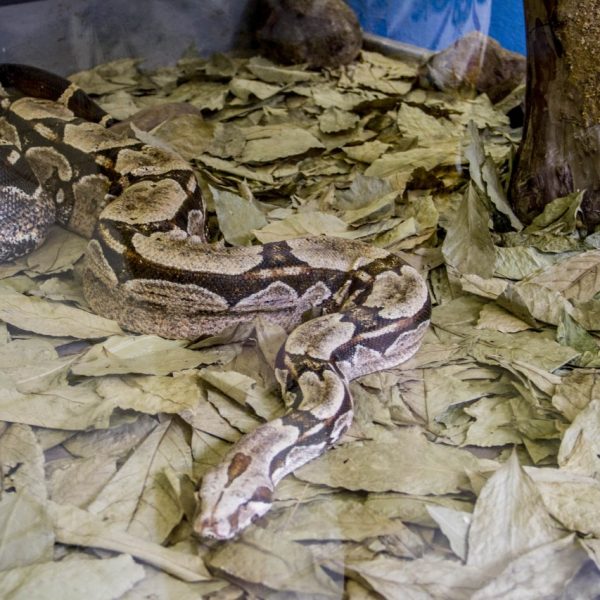 Universidade realiza exposição de cobras