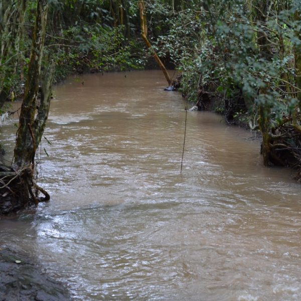 Projeto visa recuperar Arroio Saraquá