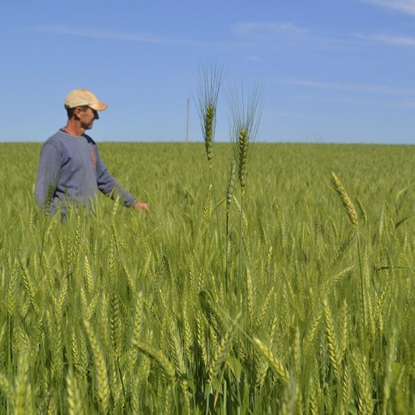 Triticultores aguardam boa produtividade