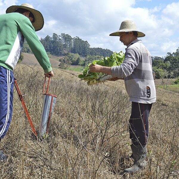 Fumicultor intensifica plantio de mudas