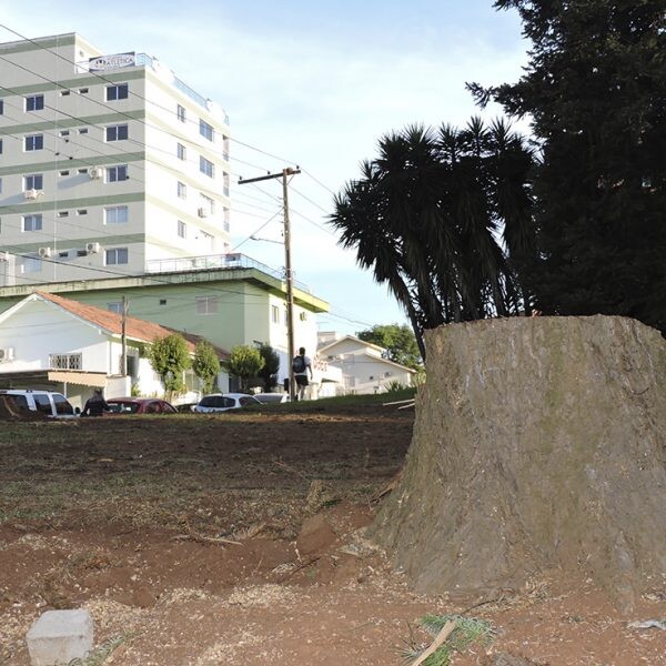 Corte de pinheiros gera dúvida a moradores
