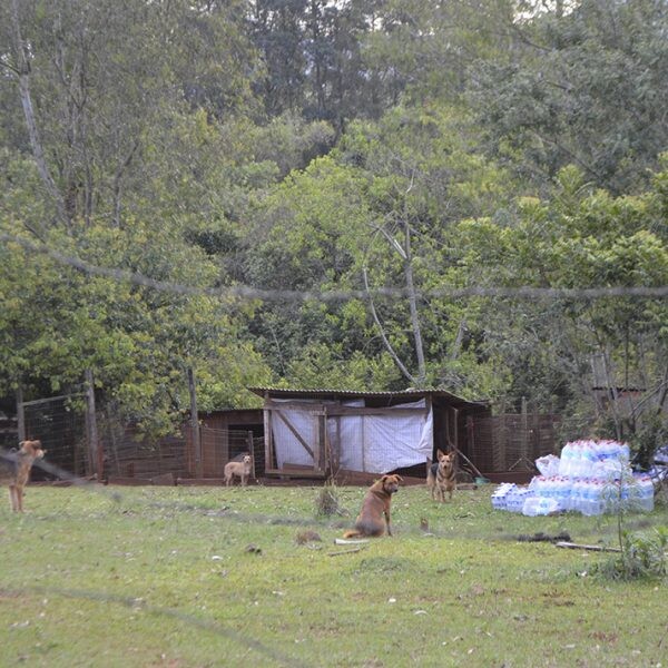 Apasfa perde terreno e situação se complica