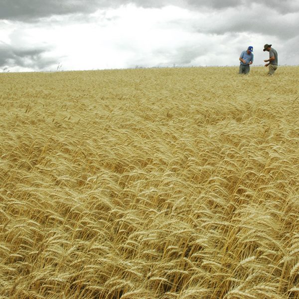 Chuvas comprometem qualidade do trigo