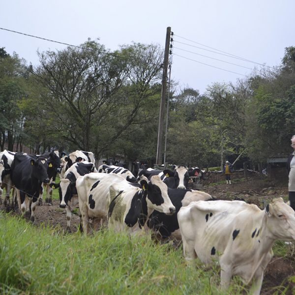 Produtores exigem preço mínimo pelo leite