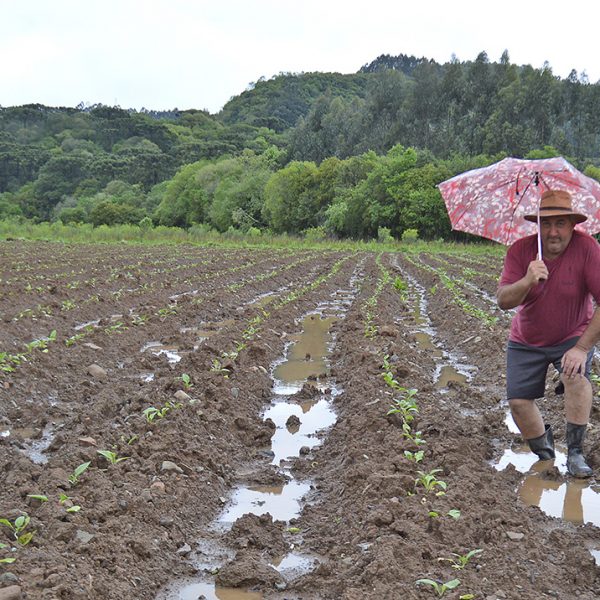 Excesso de chuva prejudica as lavouras