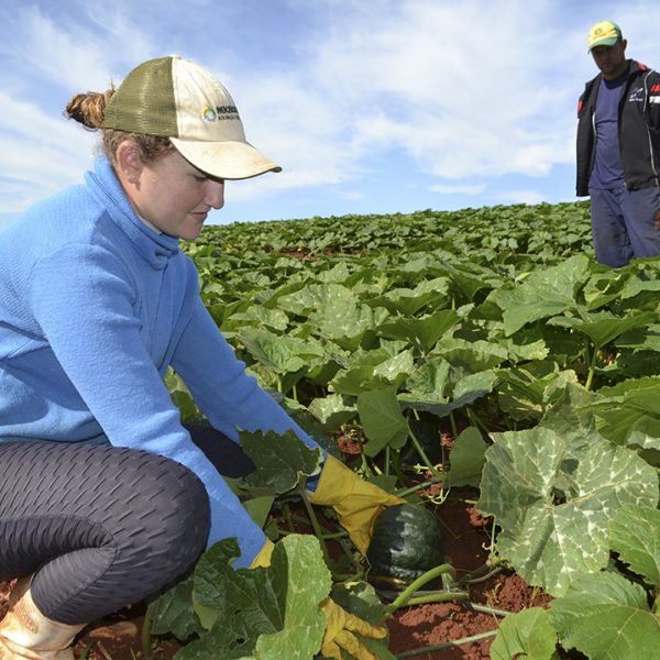 Preço e produtividade animam agricultores