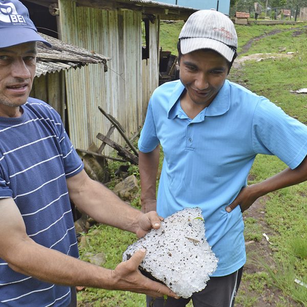 Granizo prejudica as lavouras de tabaco