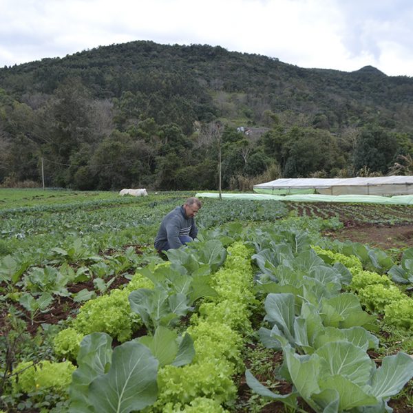 Famílias ganham registro de cultivo orgânico
