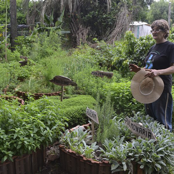 Ação incentiva uso de plantas medicinais