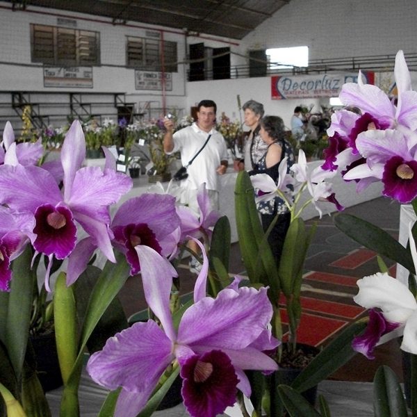 Cidade das Orquídeas