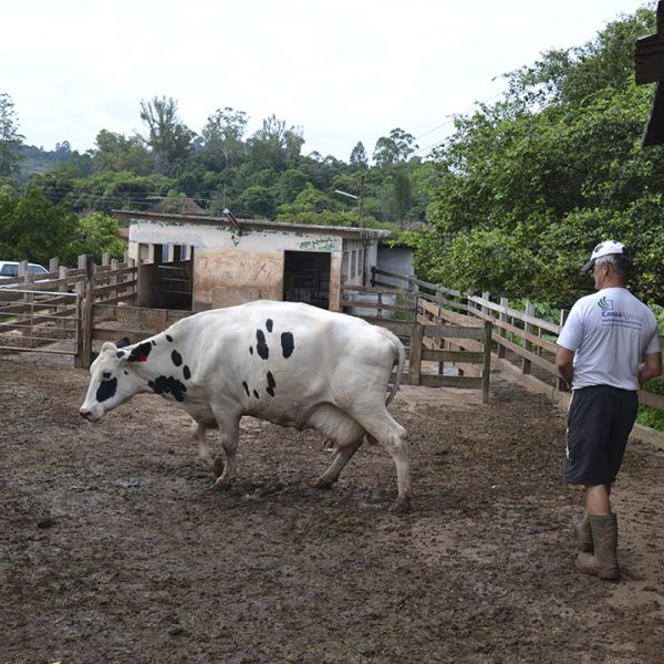 Tuberculose atinge rebanho  e produtor perde 190 animais