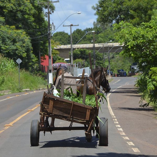 Proposta quer extinguir tráfego de veículos com tração animal