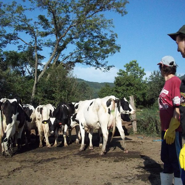 Univates sedia audiência pública sobre a cadeia produtiva do leite