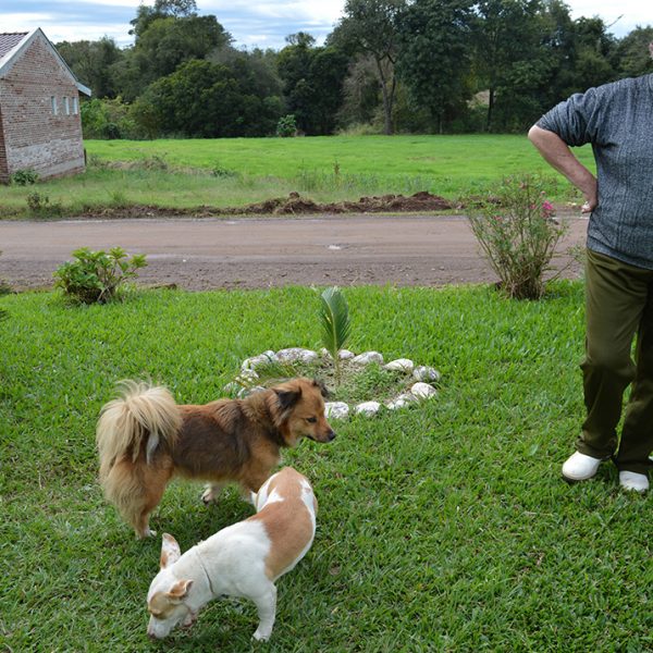 Município busca verba federal para castrar cães abandonados