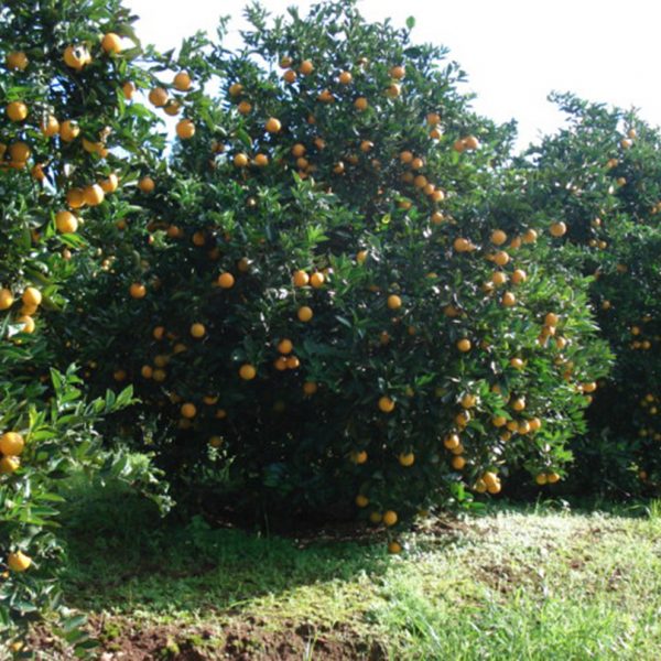 Seminário apresenta técnicas para qualificar o cultivo de frutas