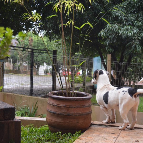 Casos de envenenamento de animais preocupam moradores