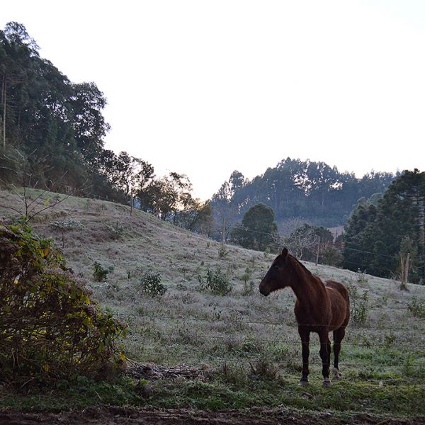 Semana terá chuvas e possibilidade de frio