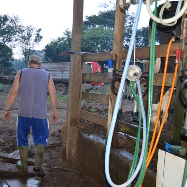 Instabilidade na cadeia do leite afasta produtores