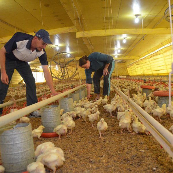 Painel aborda caminhos à produção