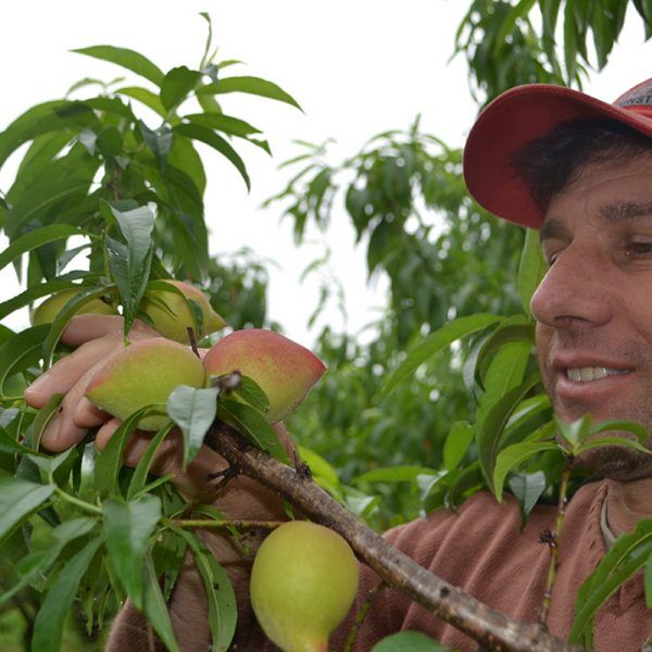 Ausência de frio prejudica o desenvolvimento de frutas