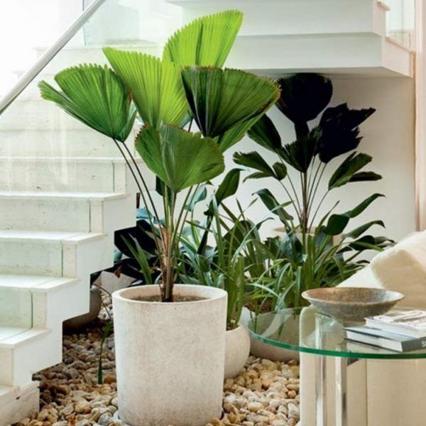 Harmonia com feng shui