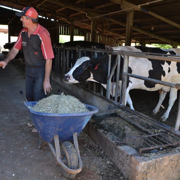 Cresce movimento para barrar a crise na cadeia leiteira