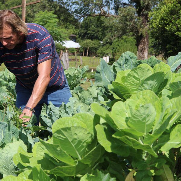 Sem agrotóxico na lavoura e com mais saúde na mesa