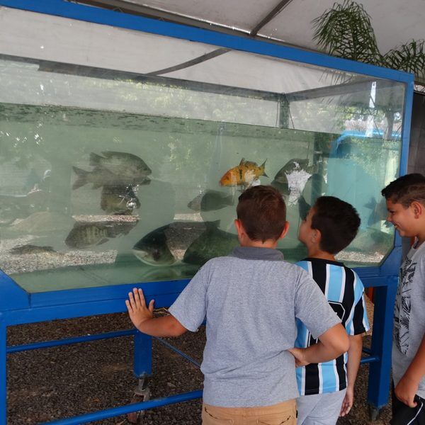 Feira é atração até domingo