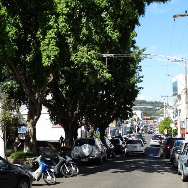 Governo municipal projeta poda de árvores