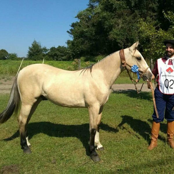 “Já domei quase 200 cavalos na vida”