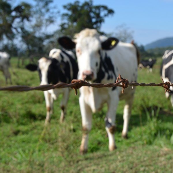 PGR avalia triangulação de leite em pó uruguaio