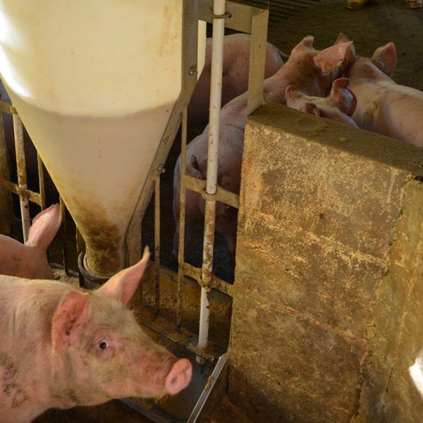 Incerteza no campo e escassez na área urbana