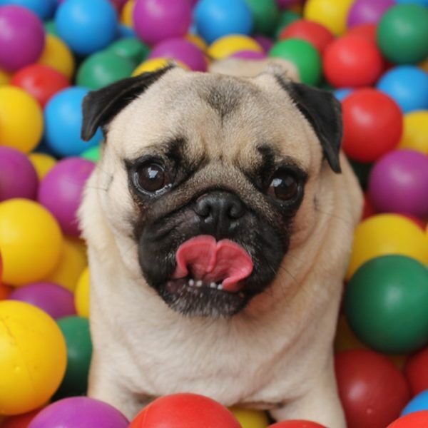Creche para pets