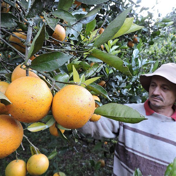 Frio beneficia a produção de citros