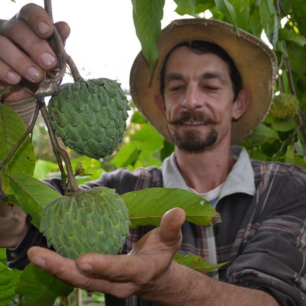 Fruta-do-conde: para nobres e plebeus