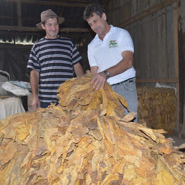 Preço compensa menor produtividade de fumo