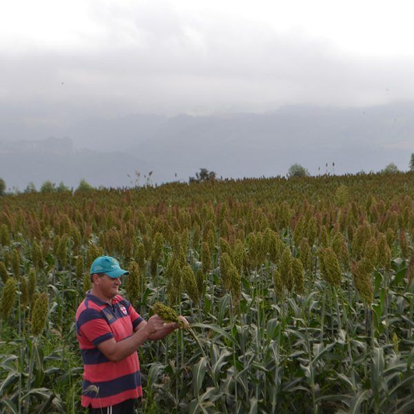 Sorgo é alternativa para alimentar o gado