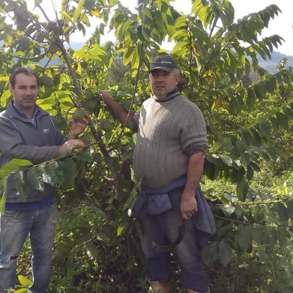 Atemoia cai no gosto dos clientes