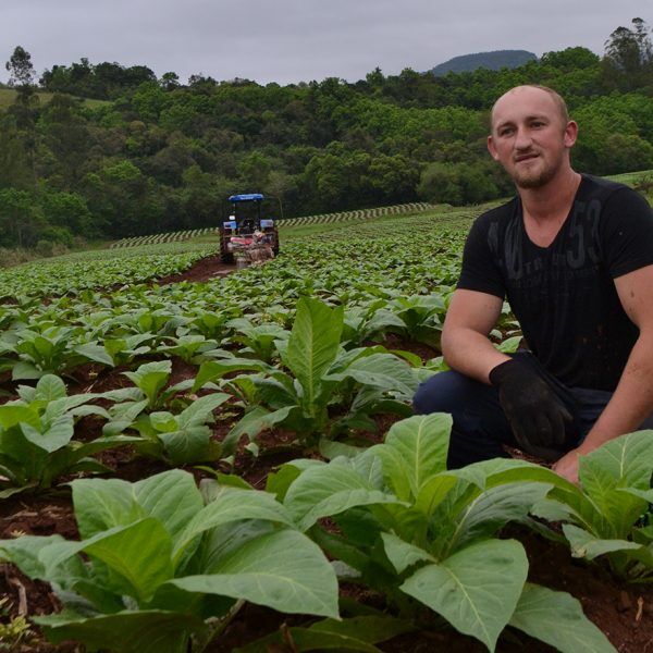 Apreensão na lavoura de tabaco