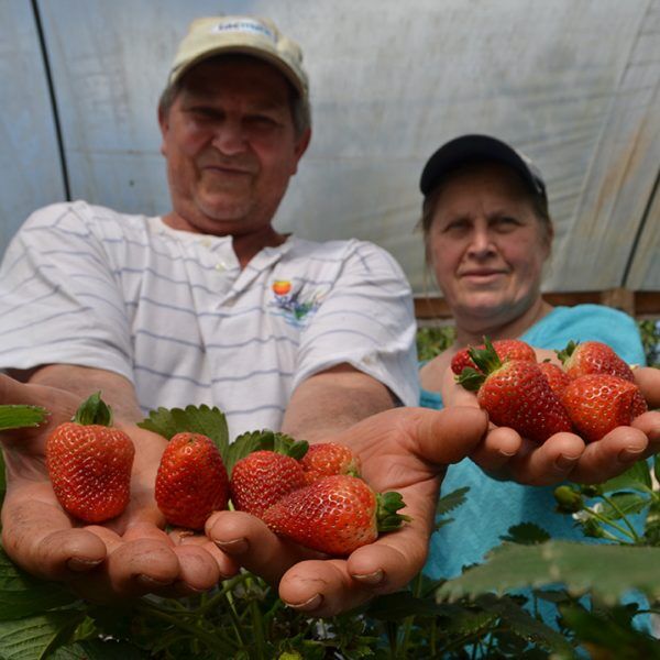 Novas técnicas impulsionam o cultivo